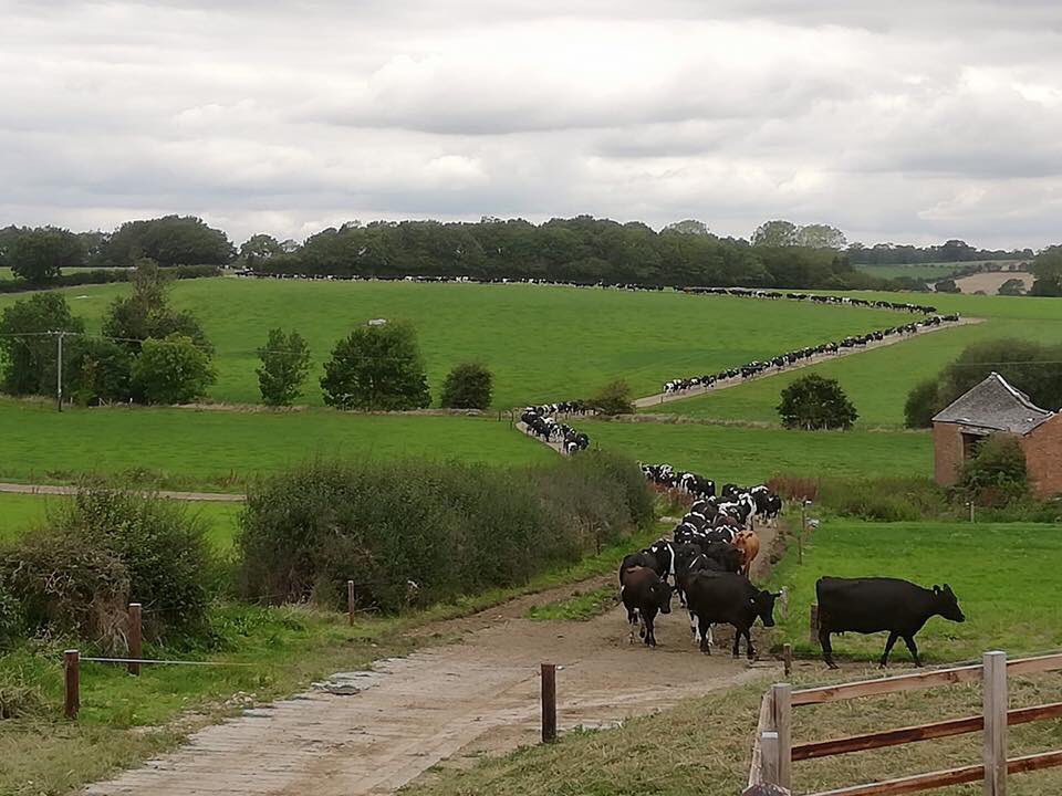 #teamdairy our 2ic is leaving us to start his own business after calving this spring so we are on the lookout for a keen #grasstomilk herdsman to replace him on our 600 cow farm near Daventry, Northants. RT appreciated or DM me for more info 👍🏻