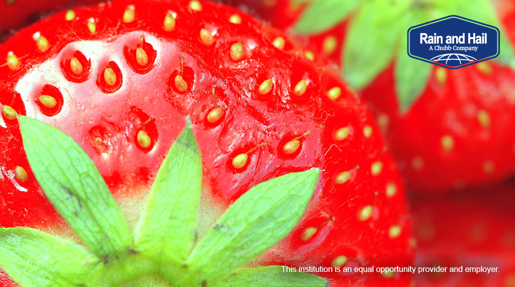 Happy #nationalstrawberryday! We have to thank all of our #strawberrygrowers across the country for this delicious fruit 🍓🍓🍓