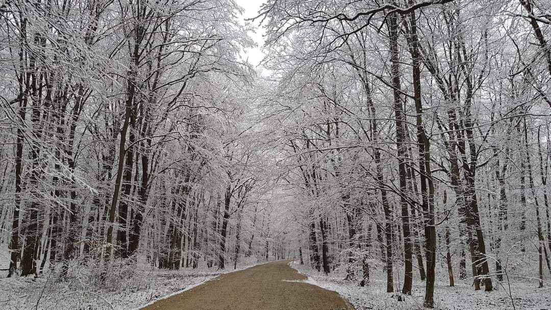 hateggeoparc's tweet photo. We discovered the crystal forest in our geopark 

#hateggeoparc #hategcountrygeopark #UNESCOgeoparks #EGNetwork #unibuc #winter2021 #thecrystalforest #geopark #magicalwinter #hategcountry #SlivutForest https://t.co/0i6y7GyhoS