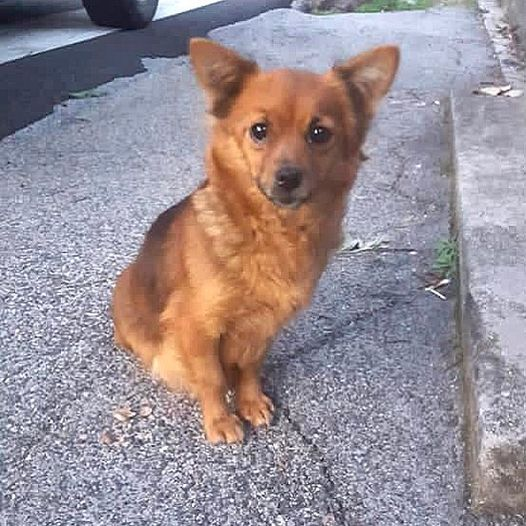 Luca_15_5's tweet photo. Abbandonata sul ciglio della strada con i suoi due cuccioli💔
Camilla, 2 anni circa, taglia piccola, dolce e affettuosa, va d’accordo con tutti, anche i gatti !
sterilizzata e microchippata
 Frosinone, CERCA CASA A ROMA E DINTORNI.
lasciare messaggio wapp 3347939582 NO TELEFONATE https://t.co/KNICYH6E0d
