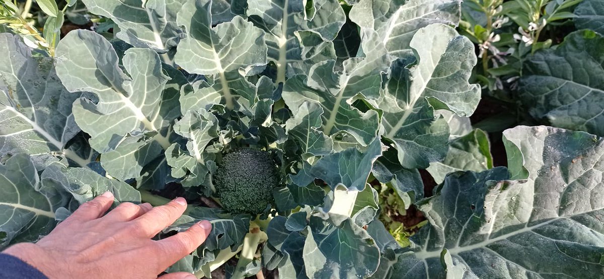 AsociaH's tweet photo. Pellas del brócoli asociado al haba, con un ahorro del 30% de fertilizante gracias al apoyo del haba que proporciona nutrientes. Tercer año de resultados muy favorables. El haba, una vez cosechada, se puede mantener como cubierta vegetal, incorporándola al suelo como abono verde https://t.co/U63k4meow5