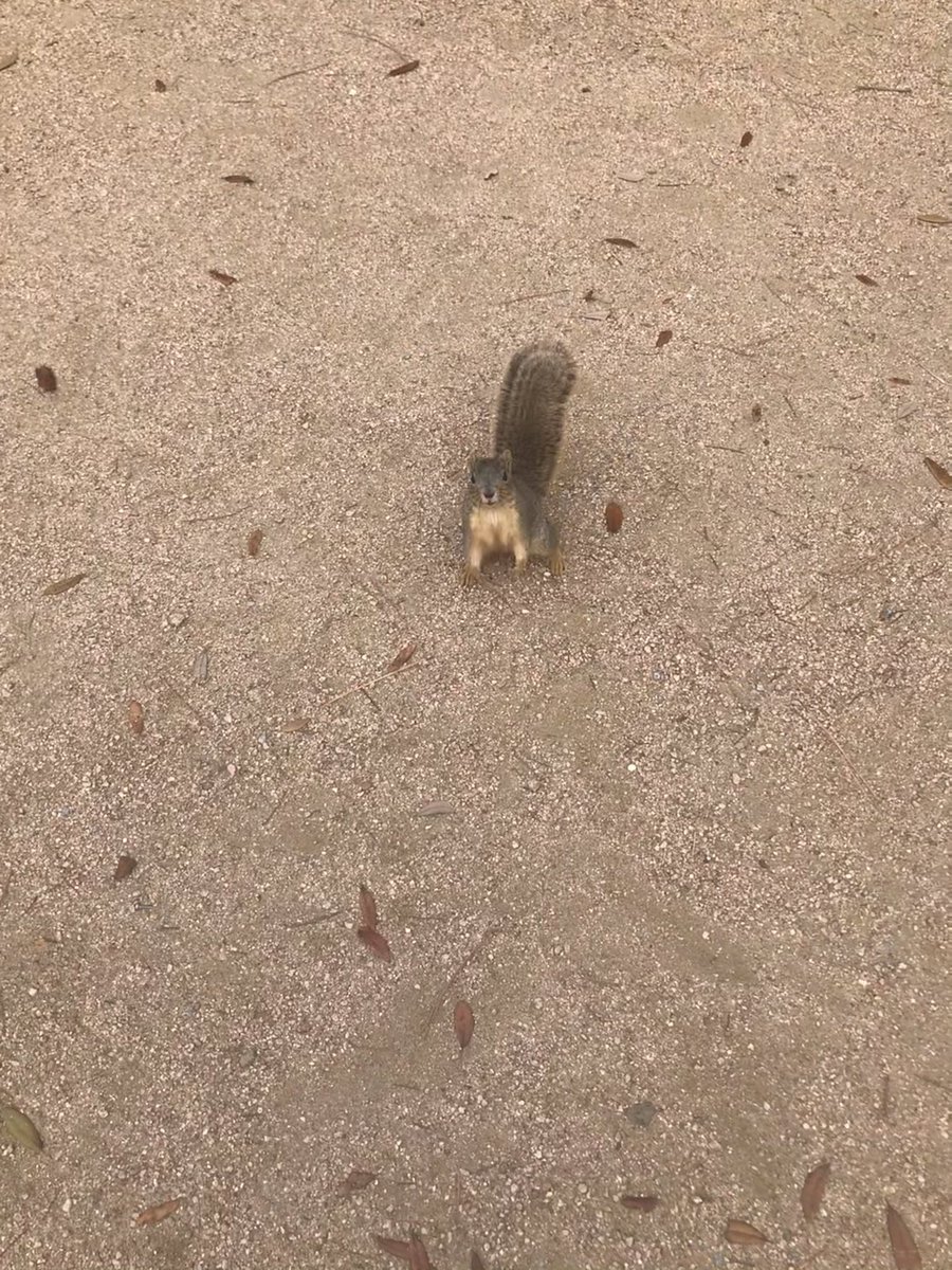 good morning from houston 🥜