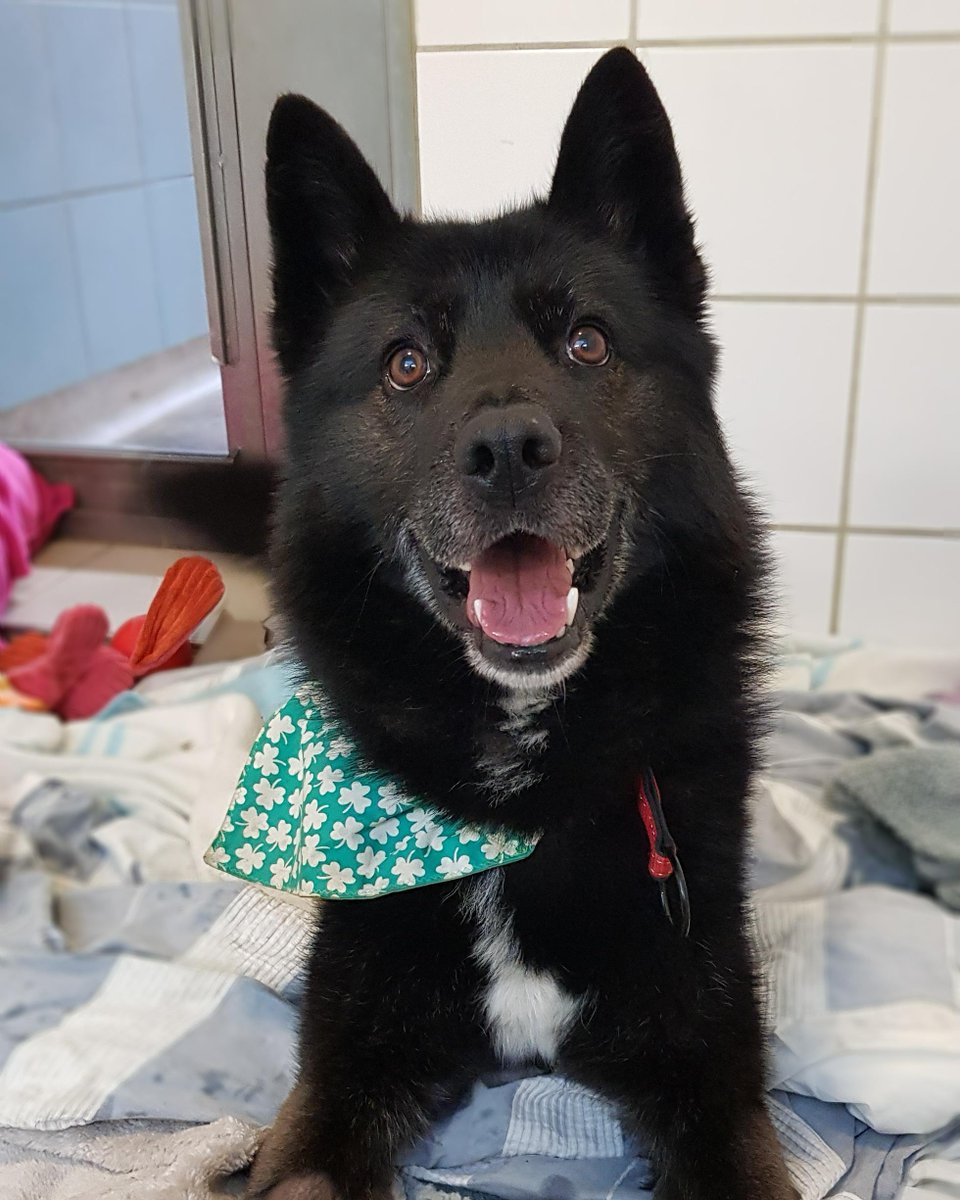 DogsTrust_IE's tweet photo. Just a picture of a happy dog to brighten up your feed! #GoodBoyRex #SayCheese #DidSomeoneSayThereWasCheese https://t.co/S78wX87sTR
