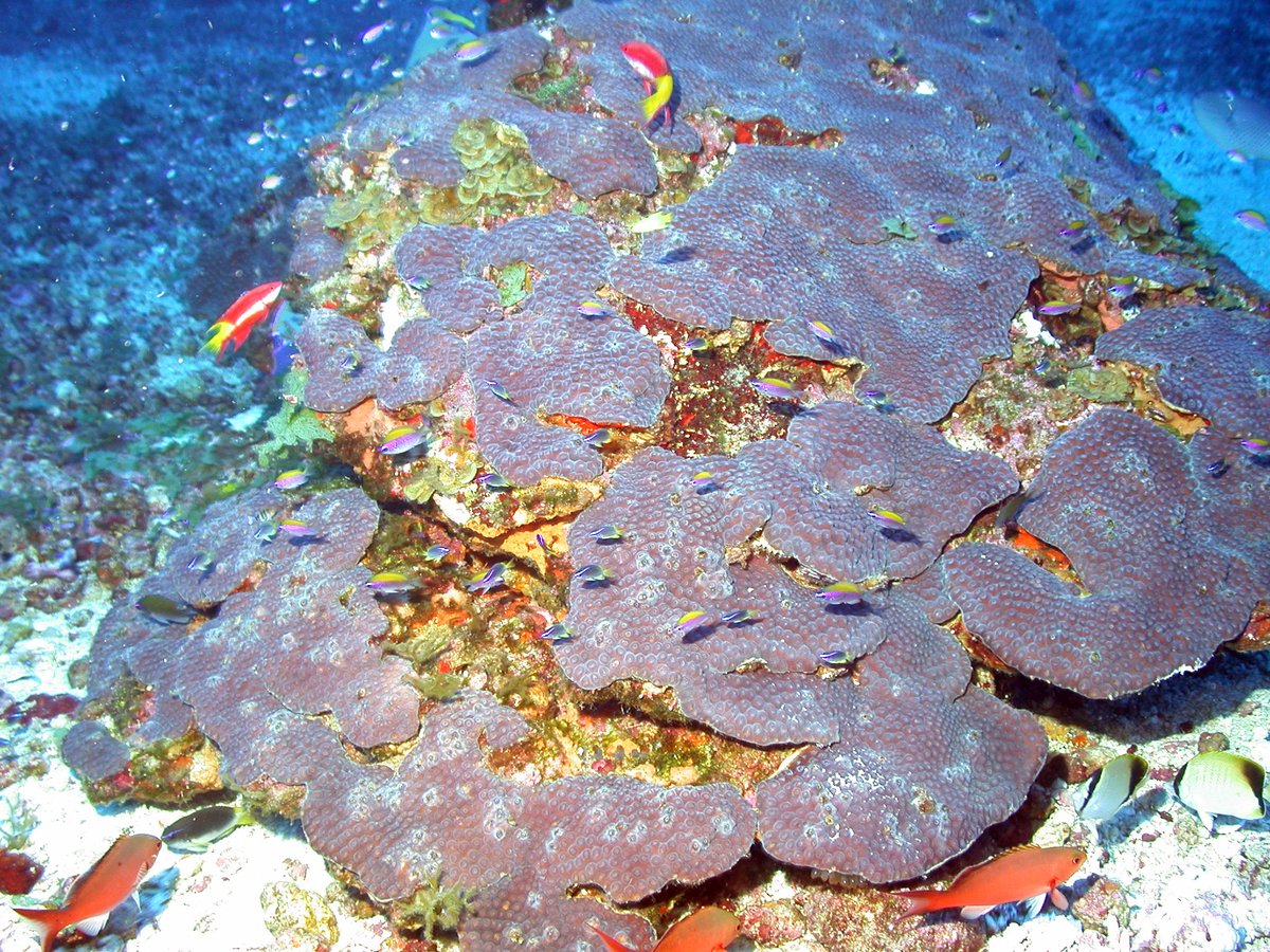 FGBNMS's tweet photo. .@FGBNMS is expanding! The final rule for sanctuary expansion published this morning. This action protects 14 more banks across the NW Gulf of Mexico, including Horseshoe and McGrail Banks pictured here. Expansion details: https://t.co/BMkugEBy0m
#SanctuaryExpansion #DeepReefs https://t.co/wWVxibA99J