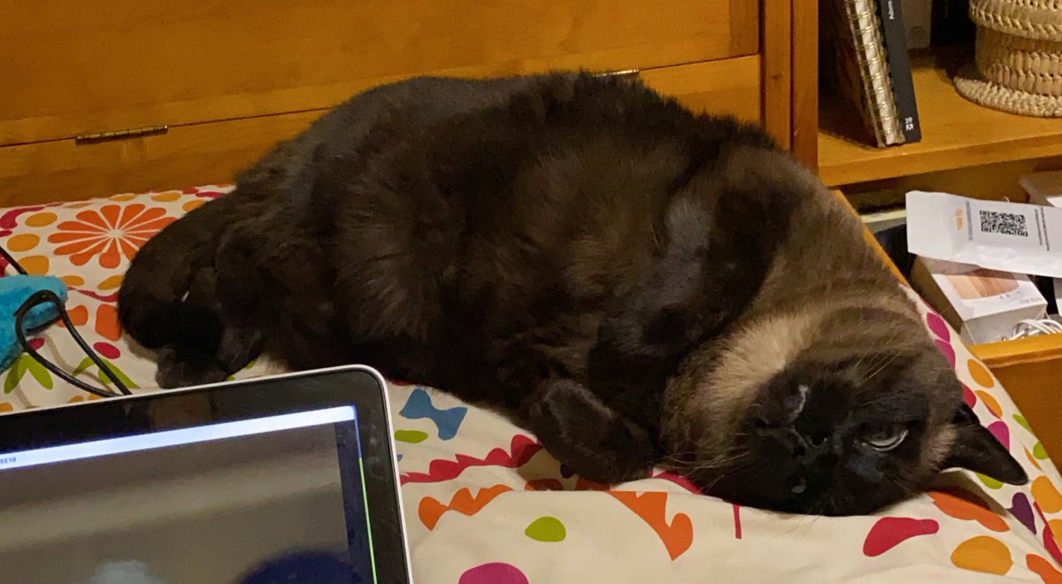 cimarsan's tweet photo. @todokadiz Mi gato intenta eso y o me tumba o me ahoga (o las dos😅) https://t.co/EUyyWk4sPu