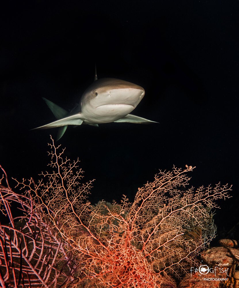 Caroline Robertson-B tweet media