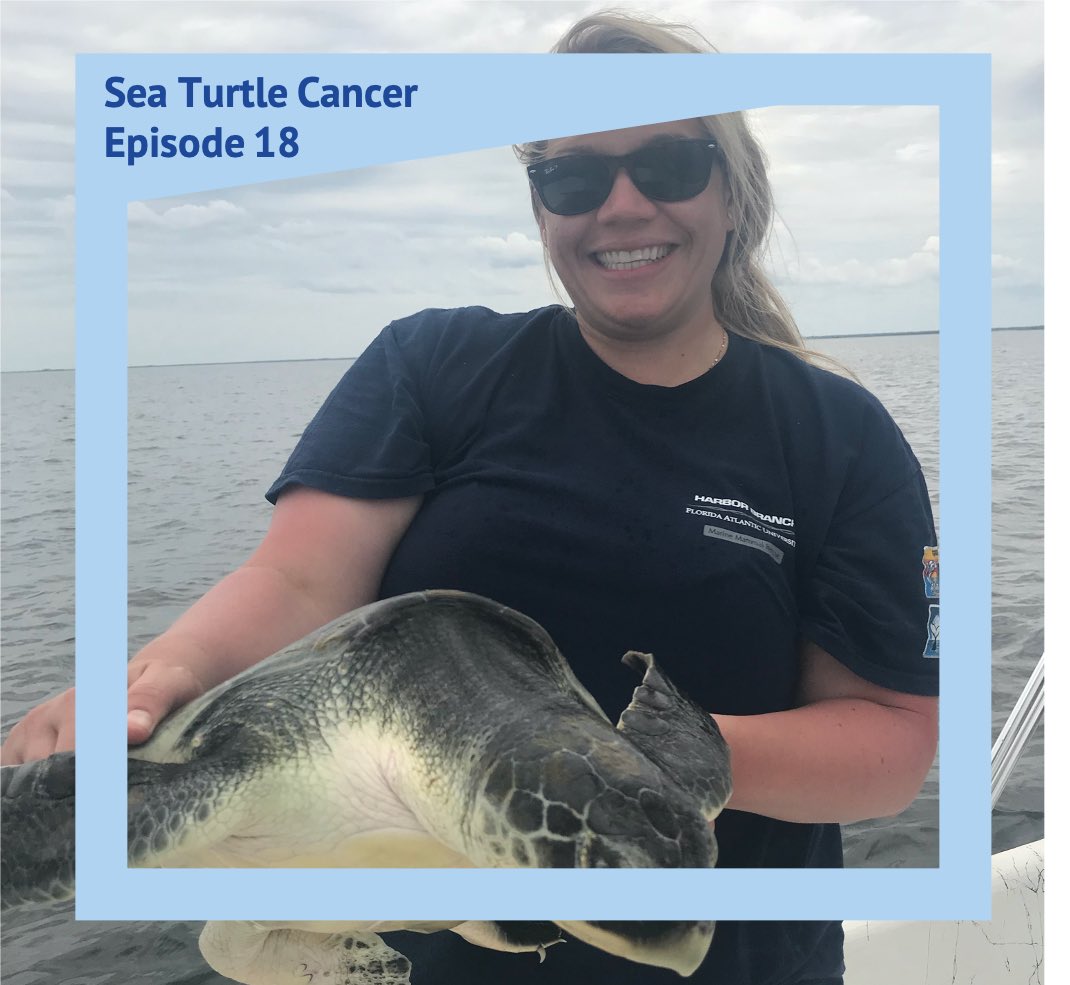 What does it look like when a sea turtle gets cancer? How does a virus cause cancer? Tune in as Dr. Annie Page-Karjian from <a href="/HarborBranch/">Florida Atlantic Harbor Branch</a> answers these questions and more #turtle #cancer #FP #research