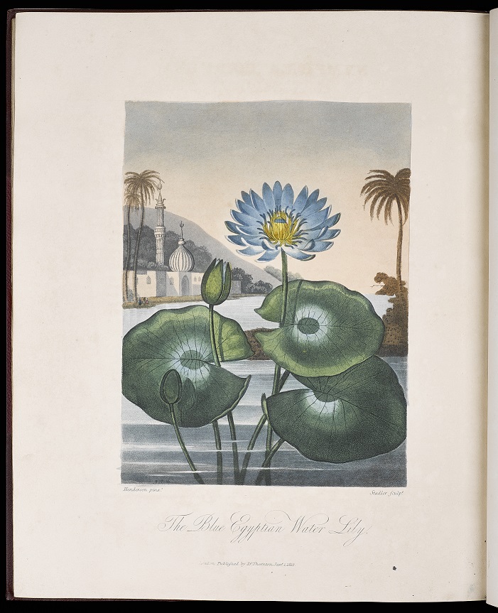 SussexSpeccoll's tweet photo. A riot of #floral decadence for #InternationalFlowerDay from the epic #TempleofFlora Our copy is from 1812. The 31 plates were produced by a variety of techniques, including aquatint, mezzotint, stipple, & line engraving, printed in colour and afterwards finished by hand. Wow! https://t.co/eRXDGuCasM
