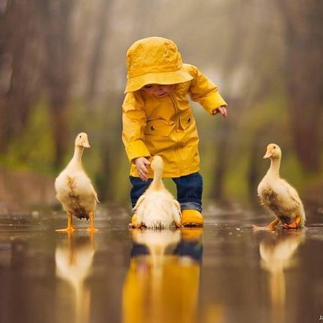 springnm tweet media