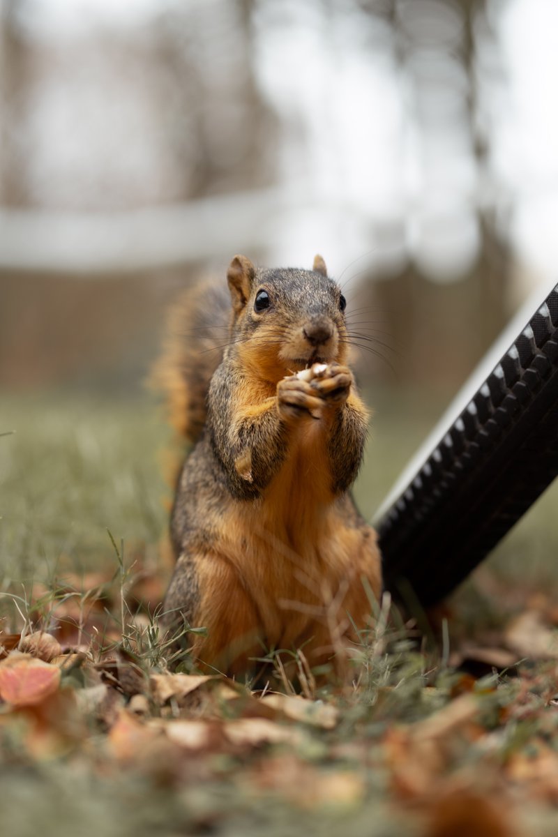 Classes for the spring semester start today, good luck everyone! (and we do mean everyone 🐿)