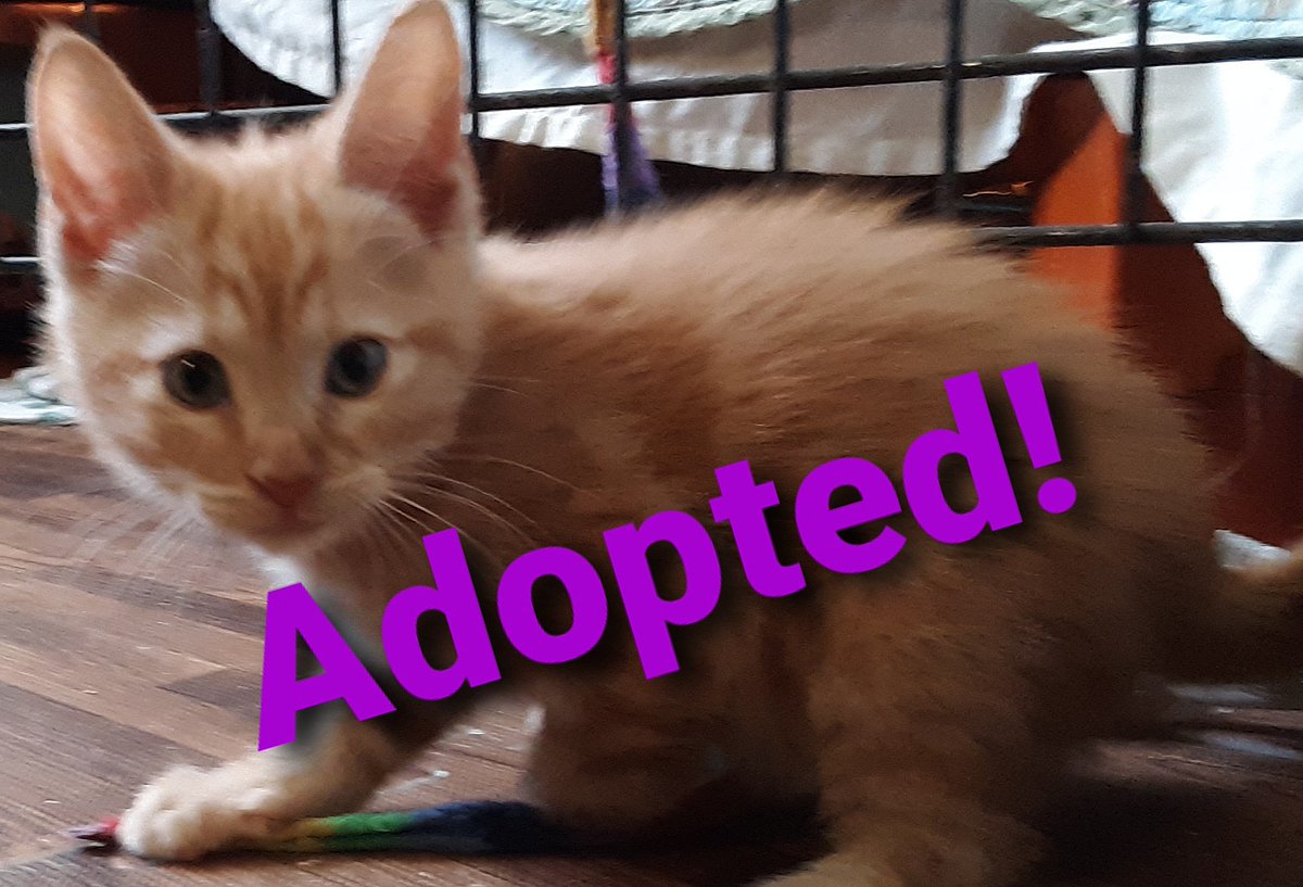 First #adoption of 2021 ~ Congrats to lil Teddy!!
#adopted #cats #kittens #philly #BucksCountyPA #catrescue #nokill #bingosfoundation #adoptdontshop
#catsoftwitter