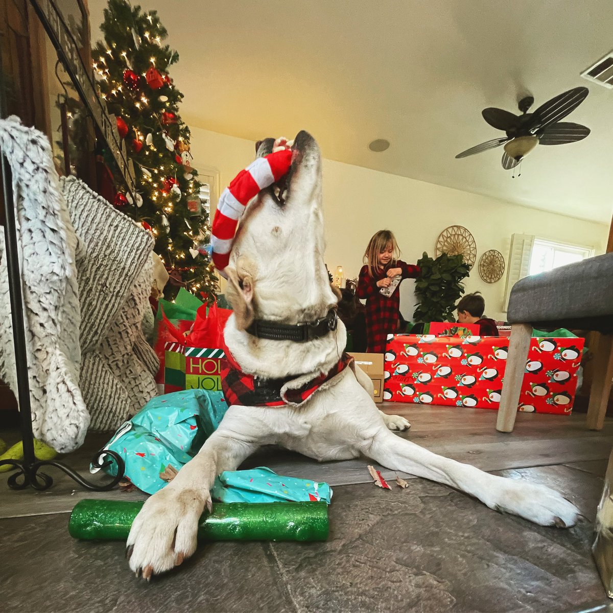 _basicallysteph's tweet image. It’s been five years already since I brought you home. The most handsome boy I’ve ever known. 
You brought my worse days to better.
Thank you for being the best thing in my life stink face.