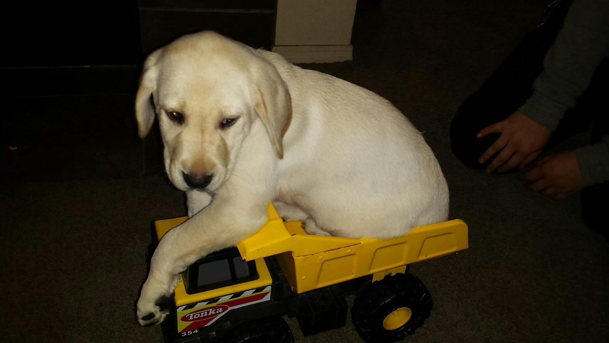 _basicallysteph's tweet image. It’s been five years already since I brought you home. The most handsome boy I’ve ever known. 
You brought my worse days to better.
Thank you for being the best thing in my life stink face.