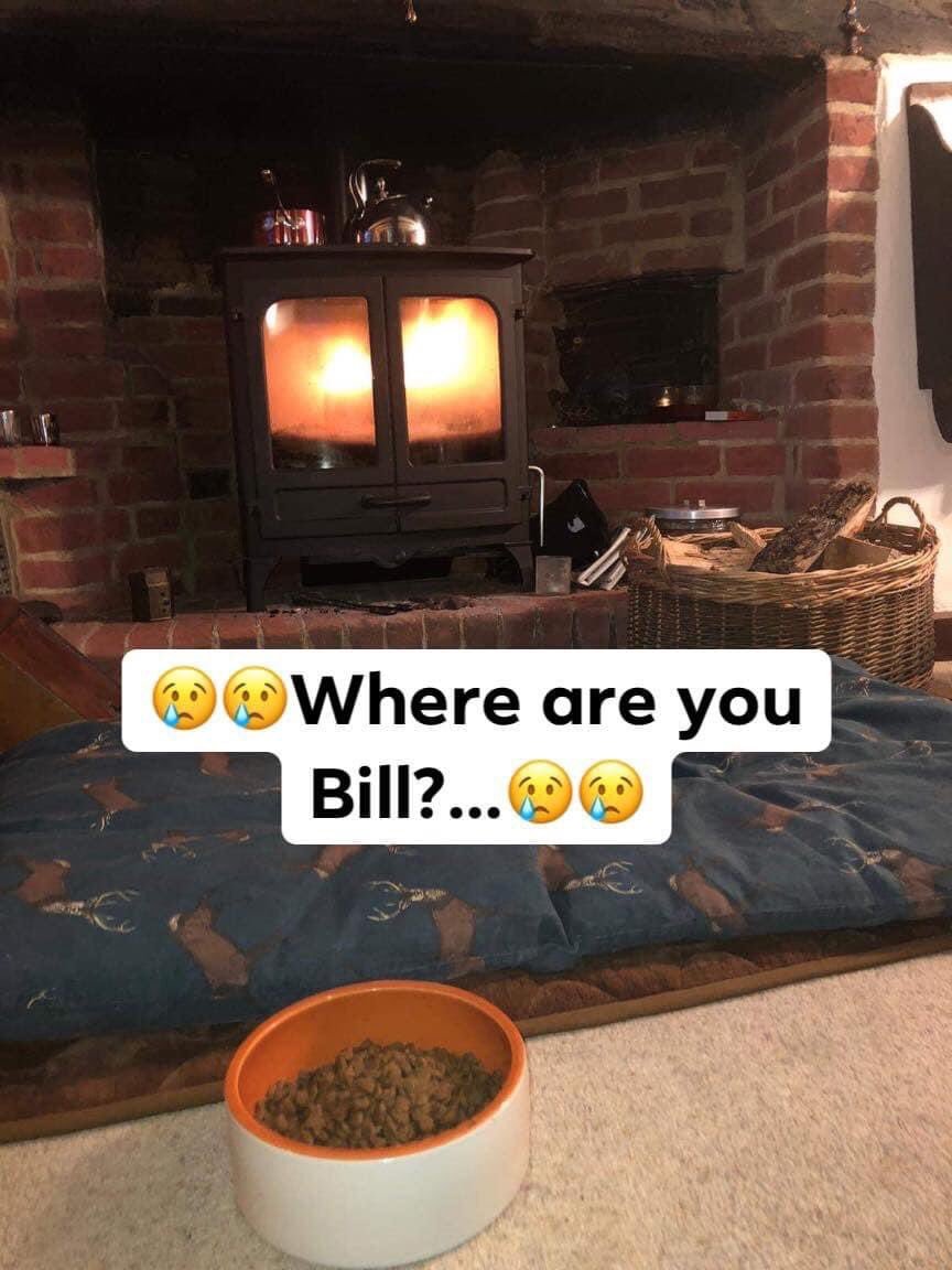 gelert01's tweet photo. #Bill Red exclamation mark symbolSTOLENRed exclamation mark symbolfrom his grdn 17/02/2020 #Deddington #Oxfordshire #OX15 #Neutered #Chipped When is this thieving going to stop? where is #Billmissing @generation_dog @Wood_Green @HeaneyRos @pawsival @helpfindamyx @AnimalsInNeedUK https://t.co/IFbZRMX5z8
