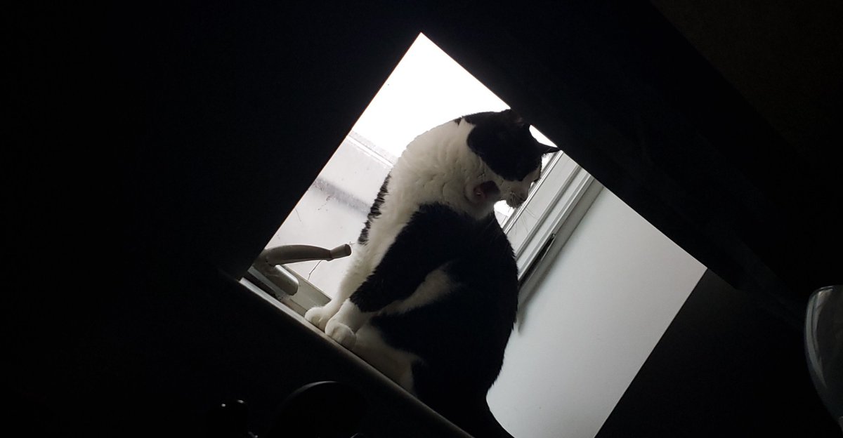 Joe (@josephalopod) on Twitter photo 