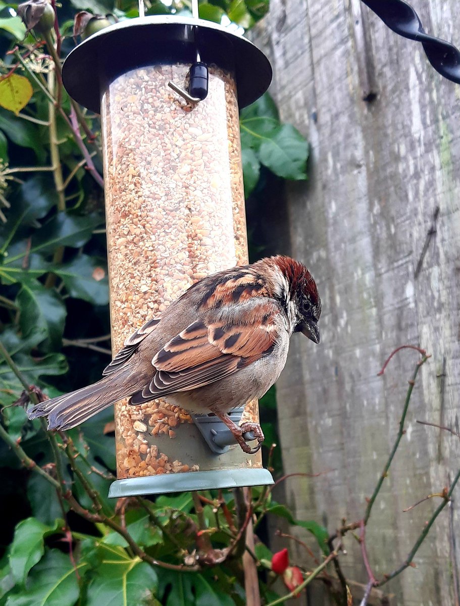 pkgabb's tweet image. #Winterwatch brave sparrow snapped on my mobile just 30cm away!