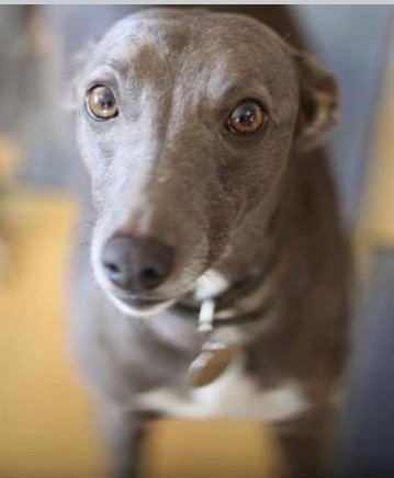 bs2510's tweet photo. #Billmissing
On February 17th BILL would have been #missing for ONE YEAR
He went missing from his garden in #Deddington #Oxfordshire
Male #Whippet Chipped & Neutered
Where is BILL now?
Any Info Please Contact Numberโ๏ธ
https://t.co/TBHfzUmocD
https://t.co/xwD9Bbm0vl https://t.co/cDcRNGqImB