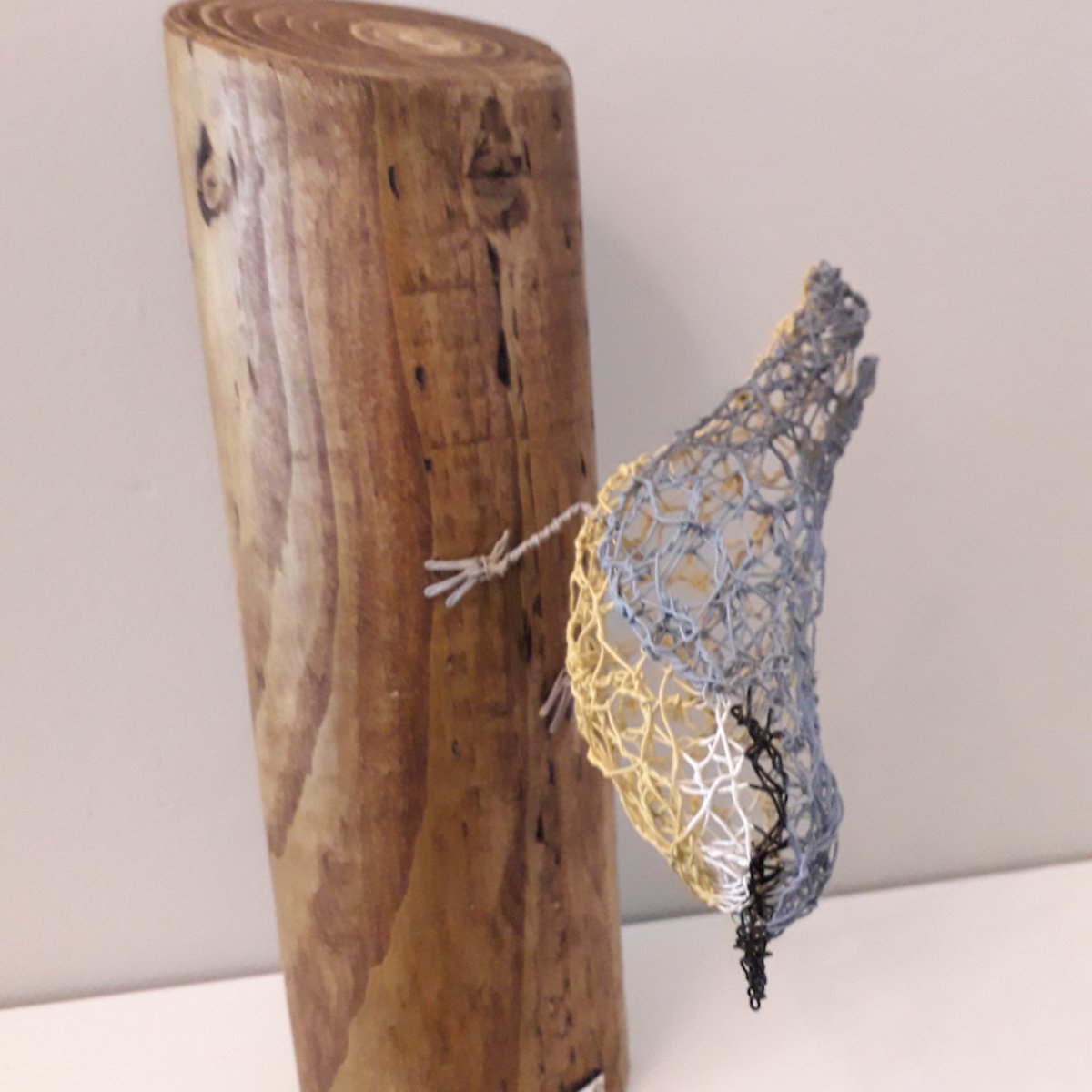 Nicolette Trapp tweet media