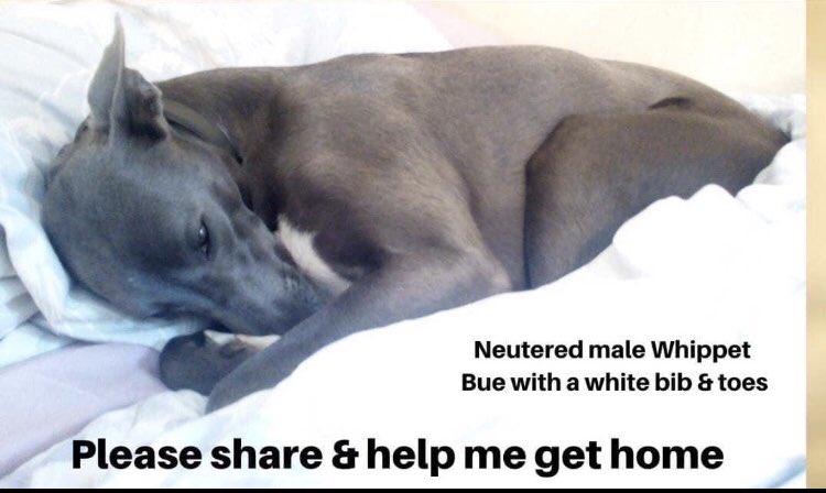 rosiedoc666's tweet photo. MY NAMES BILL & my life has never been the same since 17/2/20 when someone took me from my family
Im a Blue/adult #Whippet with a white bib & toes....I used to get them stroked...they loved my toes
CAN U HELP ME HOME PLEASE?
#Deddington area TY ๐
https://t.co/1g4Hv5Xwvs https://t.co/mWdBIPZoJp