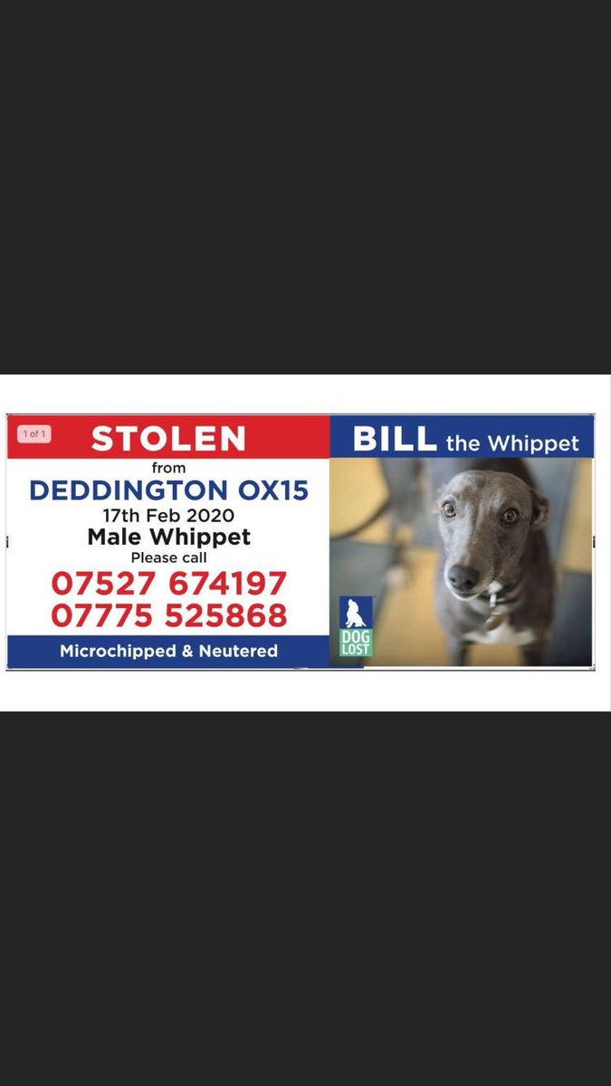 janice_adams3's tweet photo. WHERE IS BILL?
#BillMissing #STOLENWhippet neutered & microchipped, vanished from garden
FEBRUARY 2020 JUST BEFORE #lockdown
#Deddington ๐ข
๐จWHO REMEMBERS SEEING BILL WHEN HE WAS TAKEN๐จ
https://t.co/GJ0xKWrrbFโฆ
@MissingPetsGB @thedogfinder @DoglostUK https://t.co/MNVHMDVsji
