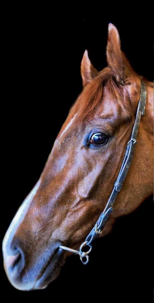 MBlakeRacing's tweet photo. Hey pretty lady π
High Class Affair looking stunning π
#shelovesthecamera #teamstaverton #racingforacause #flathorse #beautifulchestnut #finefilly https://t.co/O5AhRhi4KV