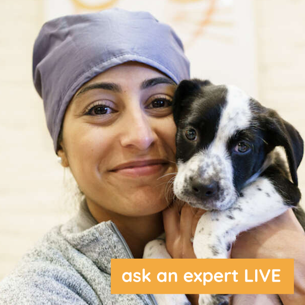 Have pet questions? Dr. Zay Satchu, cofounder and chief veterinary officer of @bondvetclinic is ready to answer them LIVE via chat on DodoWell. Click here from 1-1:30 PM EST to speak with her: thedo.do/3qFxnsN