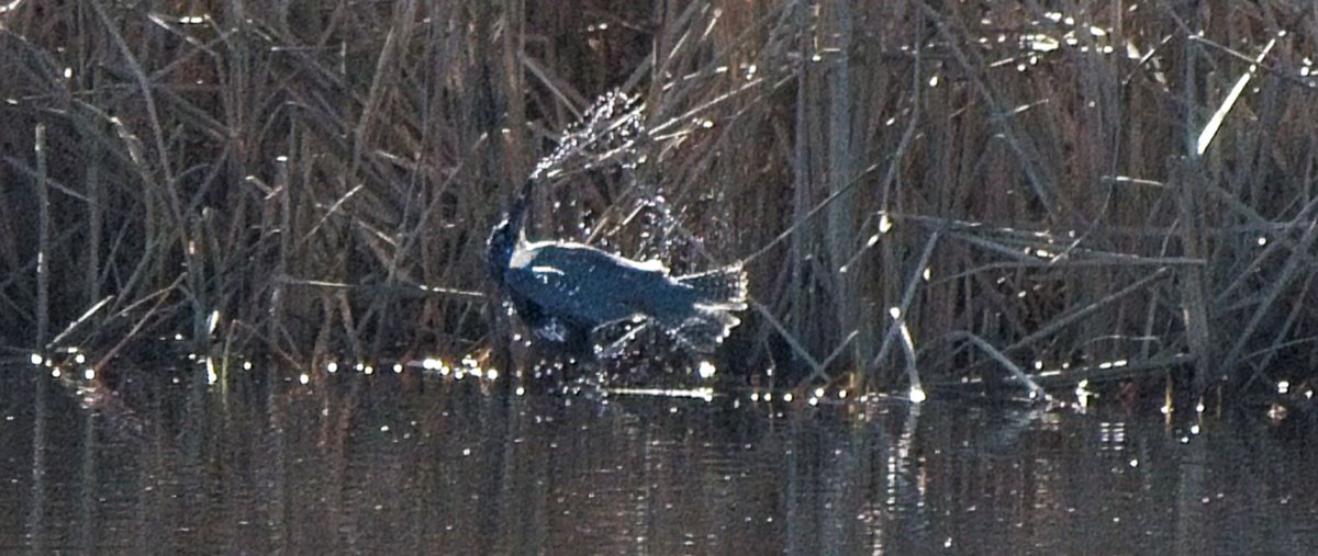 843Photography's tweet photo. Nothing to see here, just a #BeltedKingfisher doin the Backstroke, spittin water in mid-air. Even the #WhitePelican is like, what the...
#HBSP #birds #birdphotography #birdwatching #birding @SC_State_Parks @audubonsociety #NaturePhotography
#TwitterNatureCommunity #Wildlife https://t.co/S61iBYTHVn