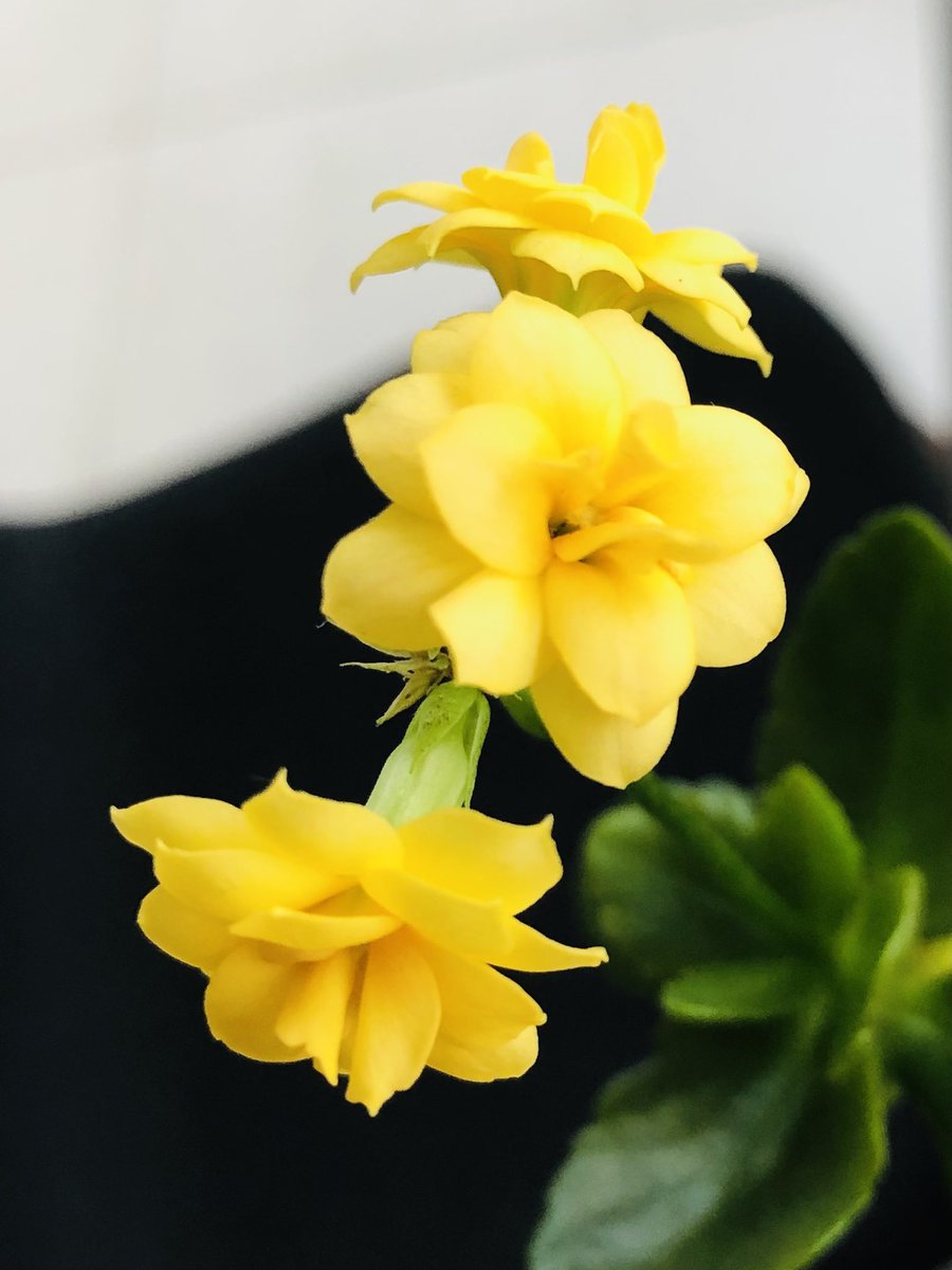 Beautiful flower