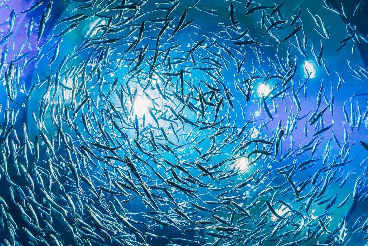 evermoredata's tweet photo. The great thing about #Data is that you can collect it on anything imaginable - like which countries catch the most fish. When you have data to store, whether it's for work, personal use, or even about fish, use #EvermoreDatastore for secure, permanent acc https://t.co/ypQ1wRcX0C https://t.co/SSCq8FjiAl