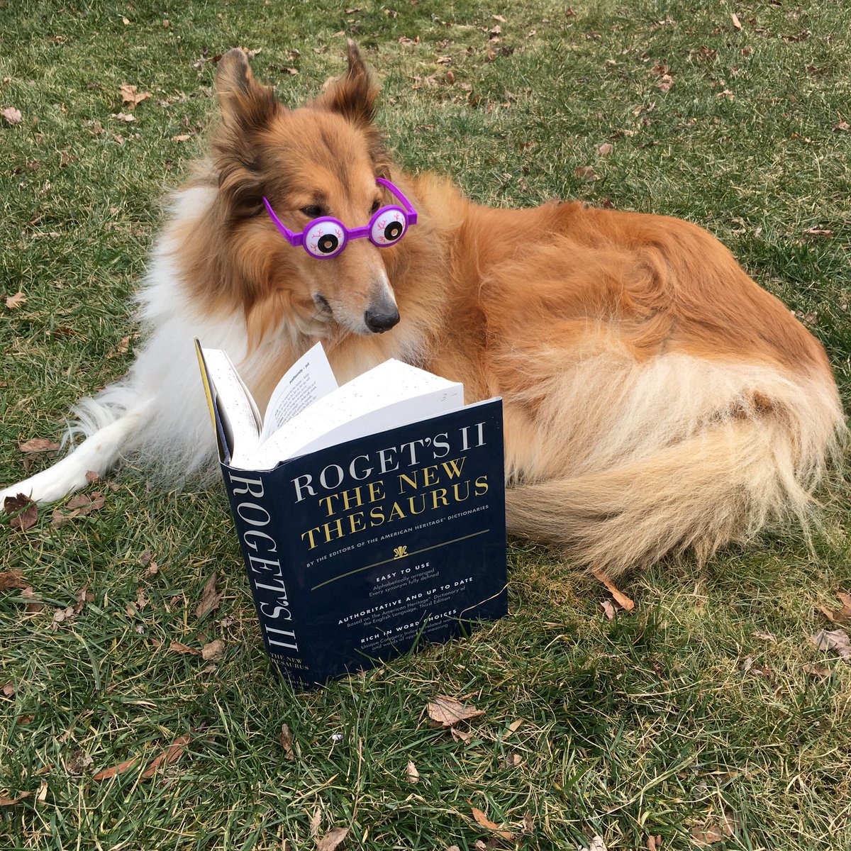 CollieCrusader's tweet photo. 🤓📚 Who’s your favorite 😻 #wordsmith ?
Apologies for postponing
(😉 synonyms: delay, lag) the posting of this celebration of 📖 #NationalThesaurusDay but I was otherwise occupied.
📚🤓📚
#thesaurus #rogetsthesaurus #rogets #synonyms #roughcollie #smartdogbreeds #collie https://t.co/iocClwXw8R