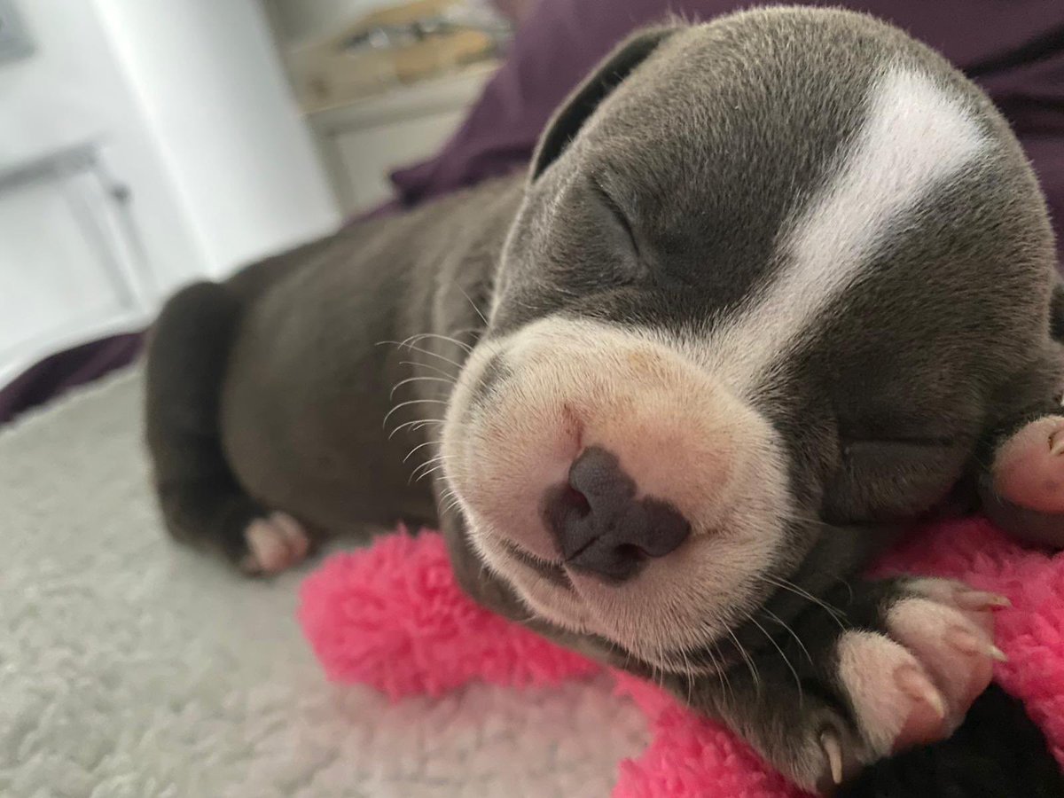SnowpR_'s tweet photo. mi princesa hermosa🐶😍 https://t.co/EUWYtd3gCO