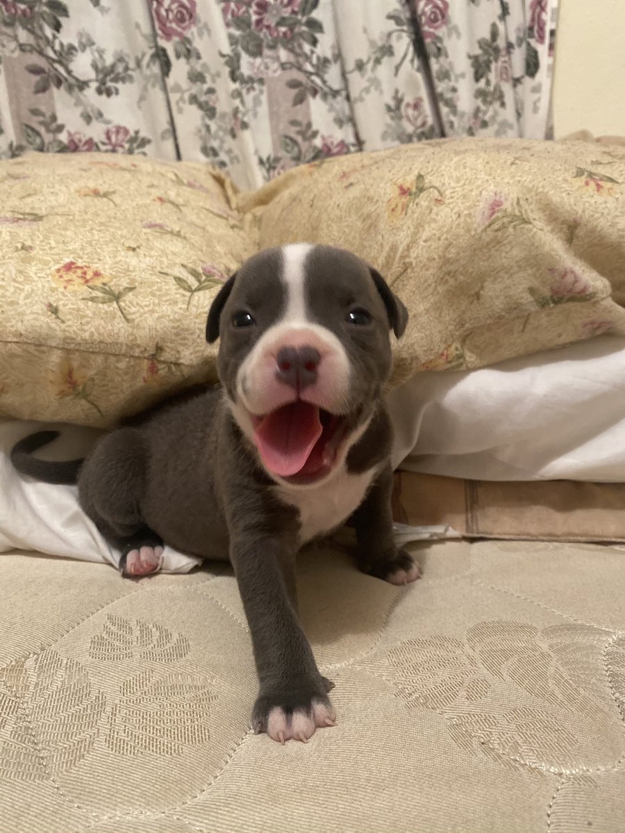 SnowpR_'s tweet photo. mi princesa hermosa🐶😍 https://t.co/EUWYtd3gCO