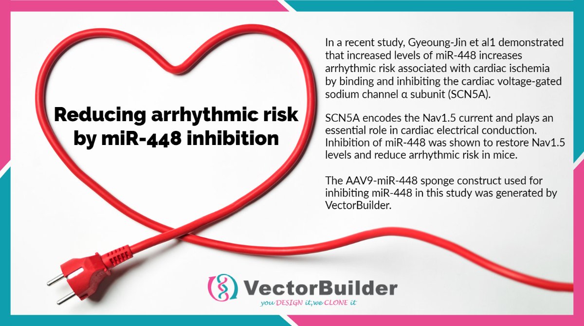 VectorBuilder's tweet photo. VectorBuilder offers packaging services for research-grade, GMP-like and GMP-grade #AAV vectors in 18 available #serotypes.
#biotech #research #cardiac #heartarrhythmia #science #customcloning #clonefromhome #vectorbuilder https://t.co/Y3h1ISknGp