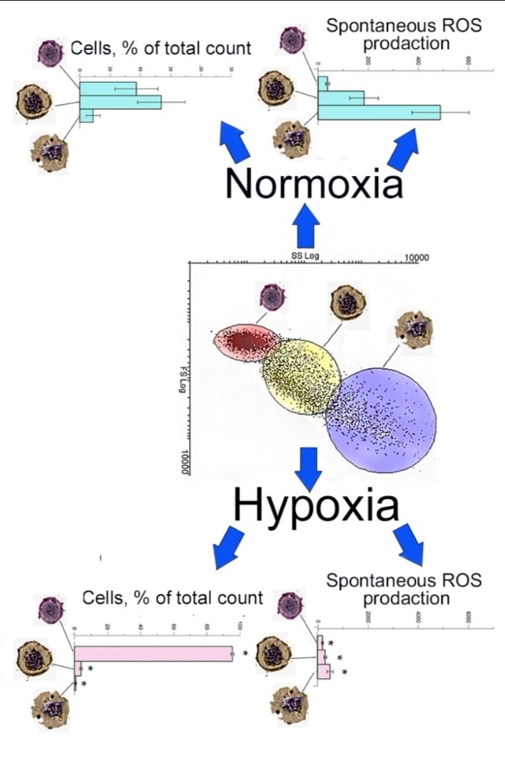trjfas's tweet photo. Hemolymph #cellular composition, #morphology and functional properties of the Pacific #oyster (Crassostrea gigas)🦪 #hemocytes were studied. Three hemocyte types were described in #hemolymph.
For more details, follow the link⬇️ #TAGEMJOURNALS #bivalvia
https://t.co/DLtnqvyOlH https://t.co/ULnAbZaiUY