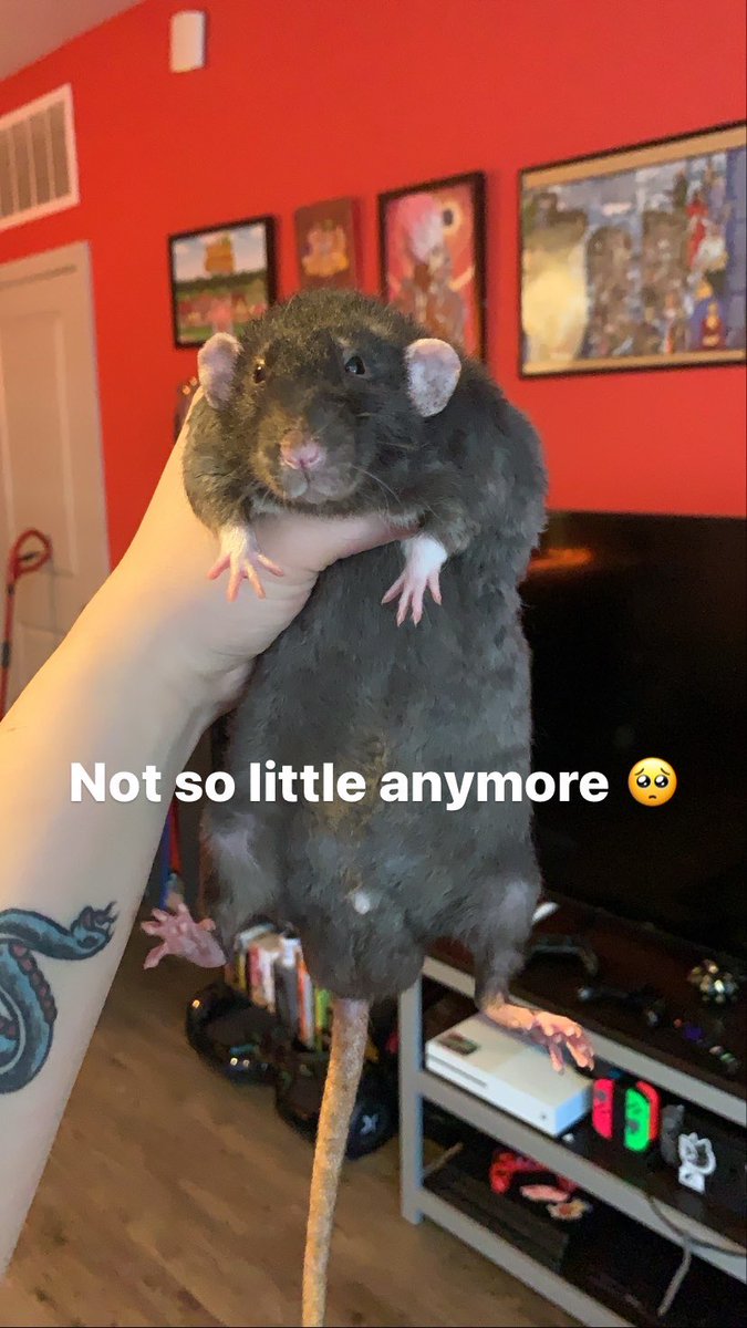 Hello frends. It is my gotcha day! Exactly 1 years ago mom brought me home. The next day she brought home brother Ghost. Am lorge. -Reaper