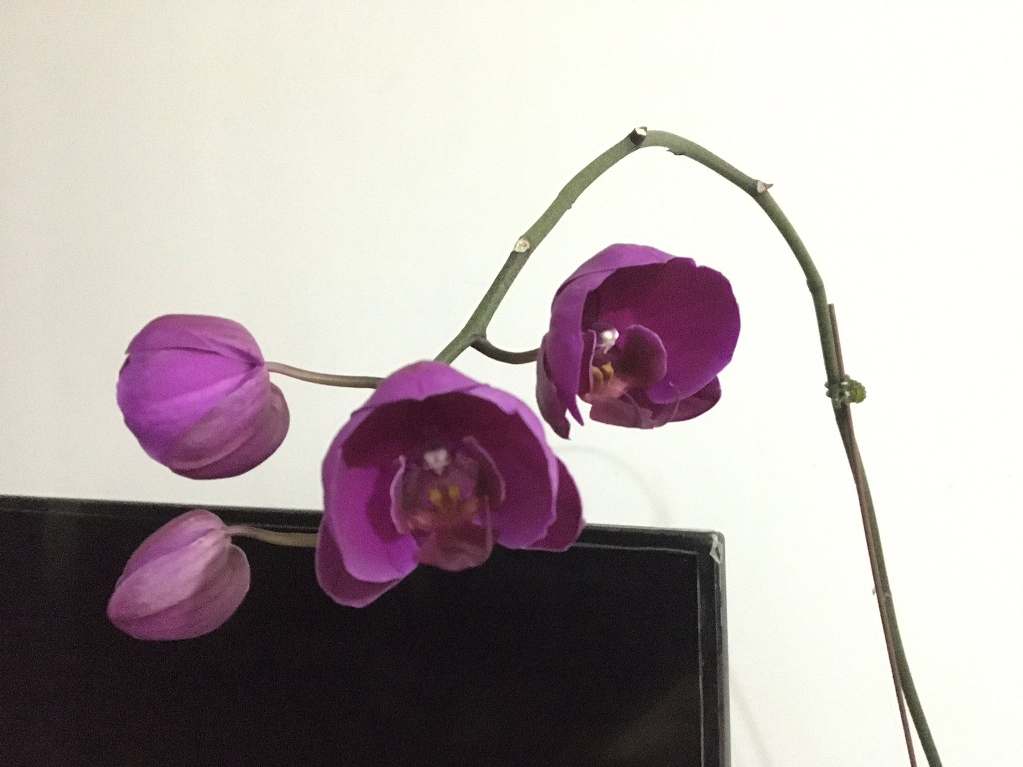 せん on Twitter "as the old flowers died and sacrificed, the new flower