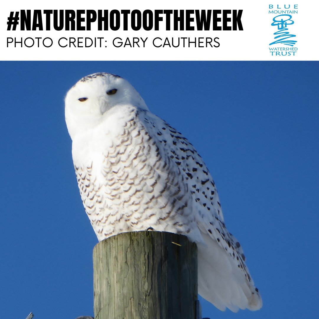 "Just as it was this morning, this beautiful Snowy Owl can sometimes be spotted on a cold, sunny day in these parts where it spends the winter before heading north again in the spring to its breeding grounds in Northern Canada." Photo and Commentary Credit: Gary Cauthers