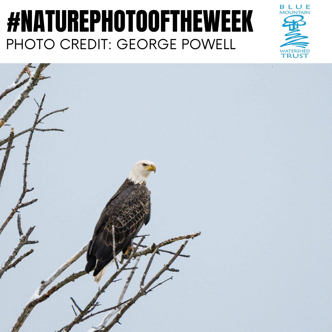 Collingwood and Blue Mountain's wetlands are so important as they are home to some of our most important and beautiful birds, animals, mammals and other creatures. This stunning Bald Eagle was sighted in the Clearview wetlands.
Photo Credit: George Powell