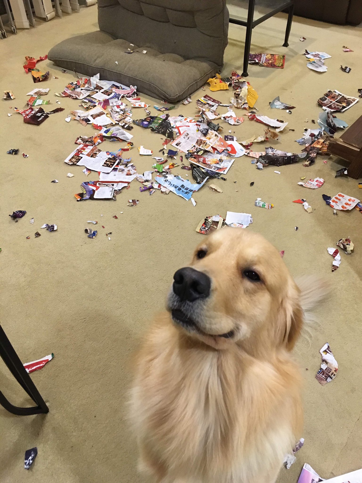 そんなドヤ顔で待たれても Wイタズラしまくりの子犬時代 話題の画像プラス そんなドヤ顔で待たれても Wイタズラしまくりの子犬時代 話題の画像プラス