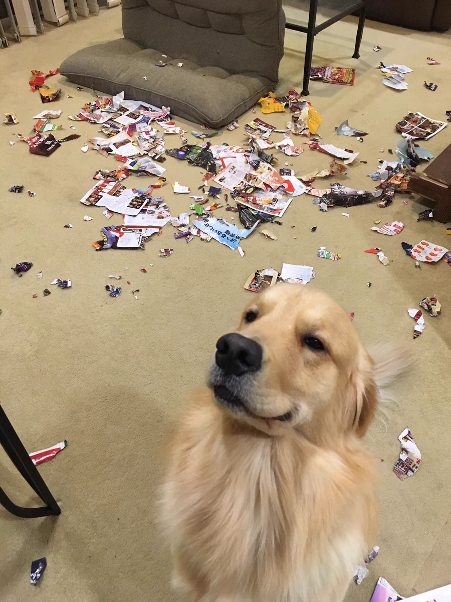 そんなドヤ顔で待たれても…ｗｗイタズラしまくりの子犬時代！