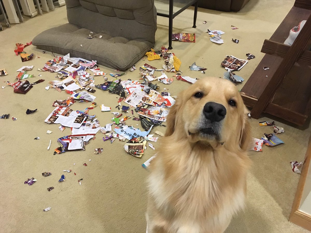 そんなドヤ顔で待たれても Wイタズラしまくりの子犬時代 話題の画像プラス そんなドヤ顔で待たれても Wイタズラしまくりの子犬時代 話題の画像プラス