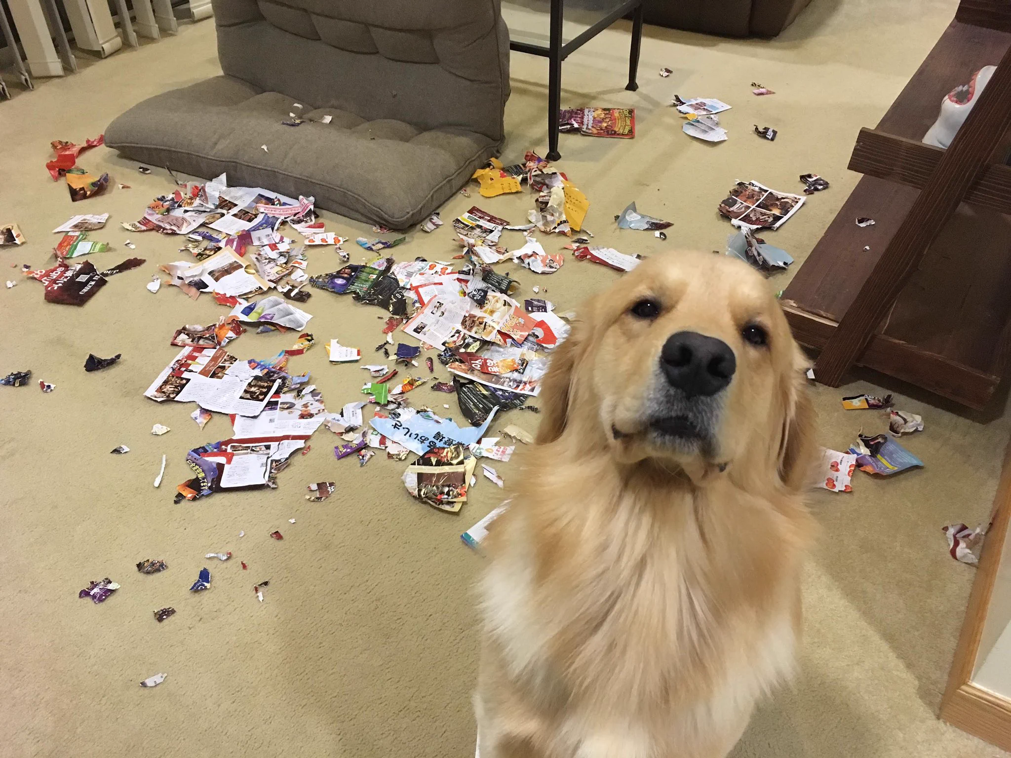 そんなドヤ顔で待たれても…ｗｗイタズラしまくりの子犬時代！