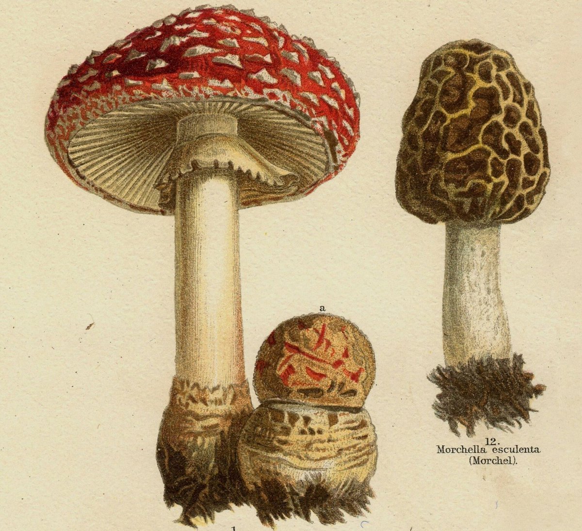 oldfoldingmaps's tweet photo. Detail from an antique illustration first published c. 1895. Republished by Old Folding Maps 2021. OFM. The Unfolding World. 
Amanita muscaria and morcello. 
Full illustration 20 x 16”. Eclectic selection of kitchen art available at https://t.co/AxmZPpatA5 https://t.co/qVSQWqBt7p