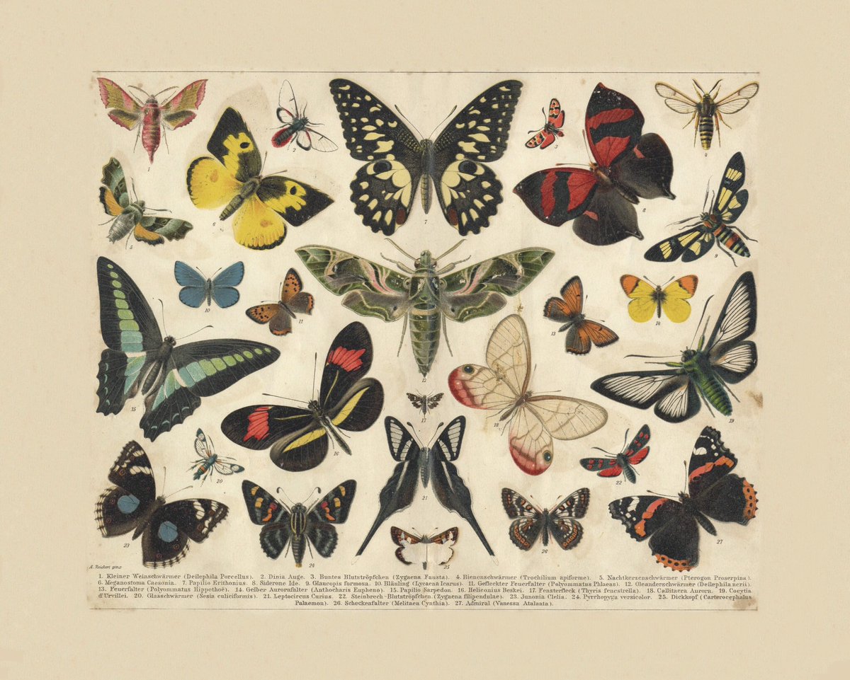oldfoldingmaps's tweet photo. Antique illustration of Butterflies first published c.1895. Republished by Old Folding Maps 2021. OFM. The Unfolding World. 20 x 16”. Pigment ink, archival paper, hand laid on cloth &amp; rolled into a decorative tube or framed in our hand finished moulding. https://t.co/YW2KfoRVC4 https://t.co/q8nadh3G58