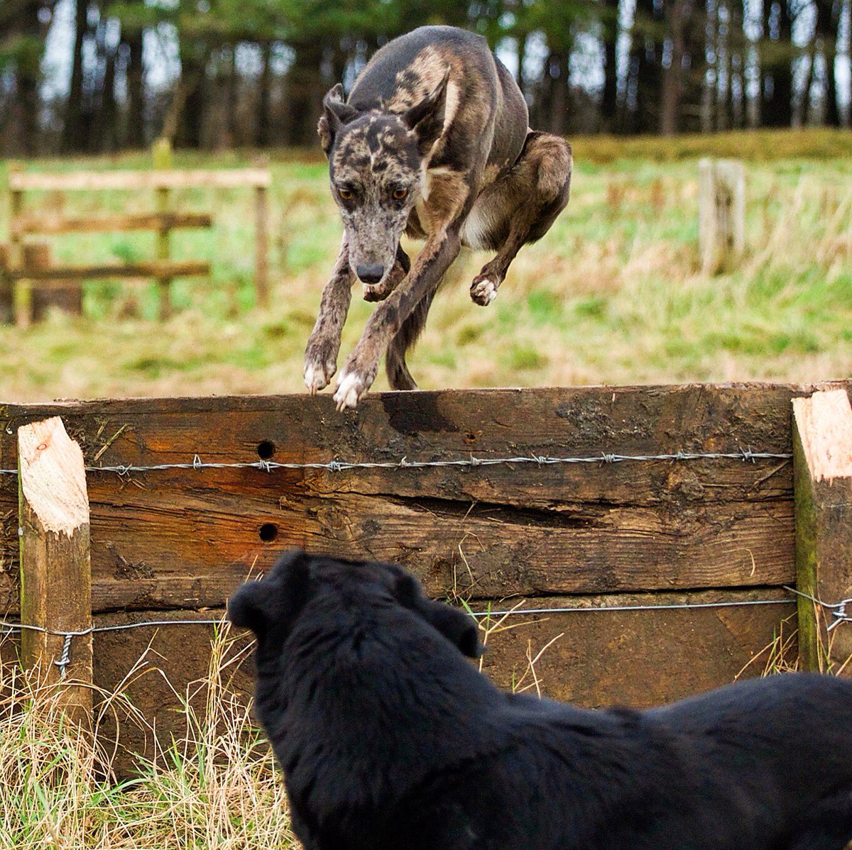 lurcherwork's tweet photo. #lurcher #dog #workingdogs #huntingdogs #sportingdogs #hunting #workinglurchers #lurcherwork #runningdogs #sighthounds #gazehounds #rabbitdogs #keephunting #merle #countrylife #kelpiecross #coursing #lamping #rabbiting https://t.co/k5vWaAeNAY