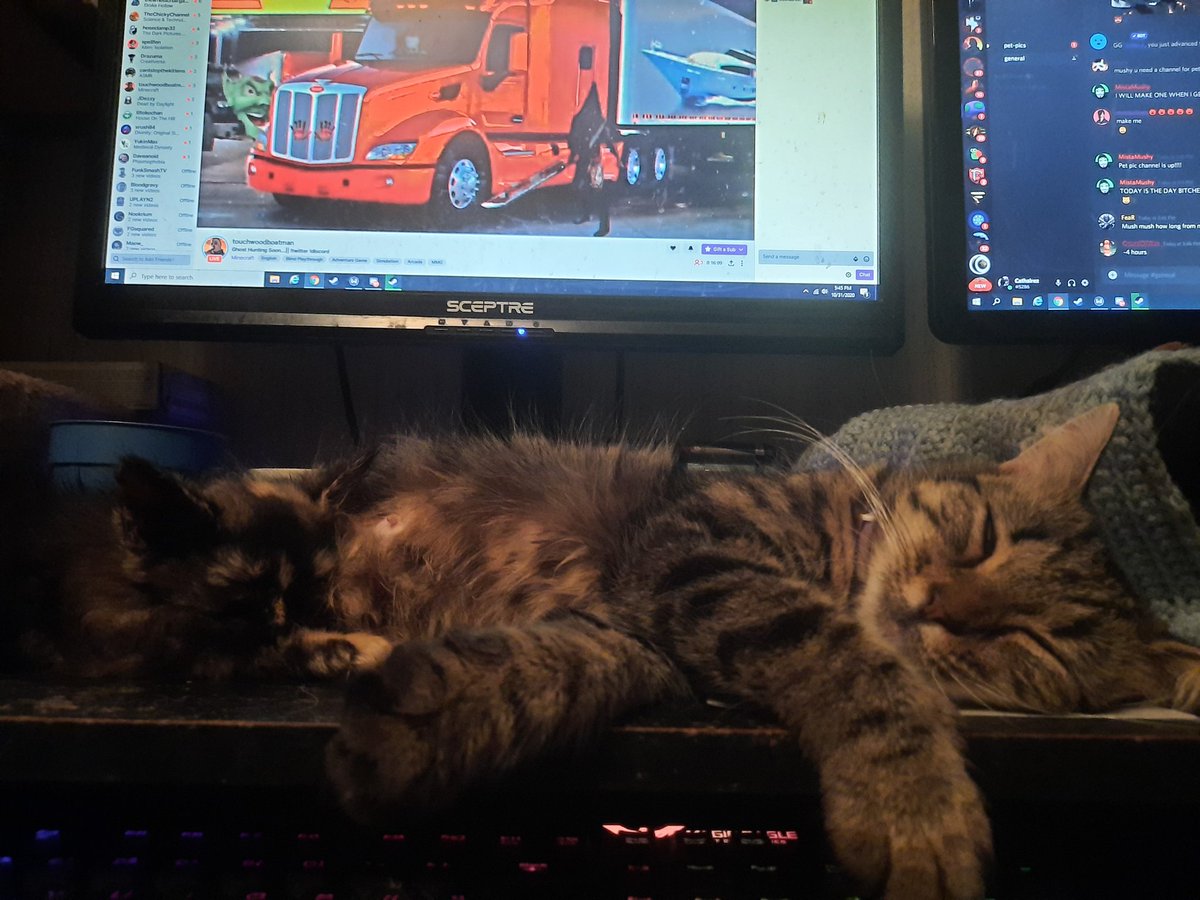 Reba passed out on my desk. A pic that's a few months old. She belonged to an optometrist and his wife. They wanted her and her five newborn kittens gone by any means possible. The vet had contacted me.

The kittens are about 5 months old now.