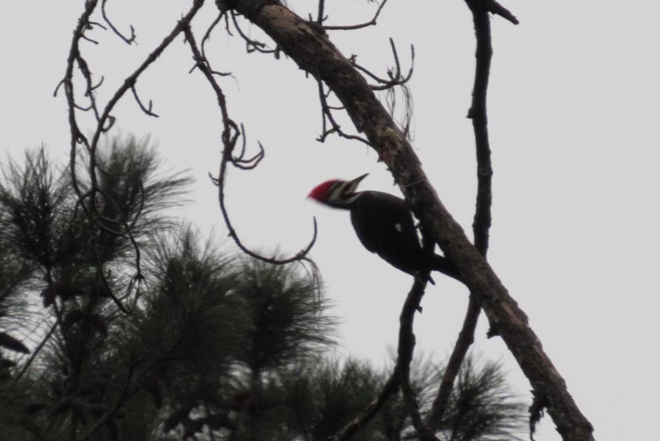 bbraendlin's tweet photo. Pileated woodpeckers getting down to business!

#shakespearessecrets #murdermystery #bonniehooverbraendlin

Get your copy now!

➡️➡️➡️https://t.co/RVaKLpDo7W⬅️⬅️⬅️ https://t.co/0vThbeSI3U