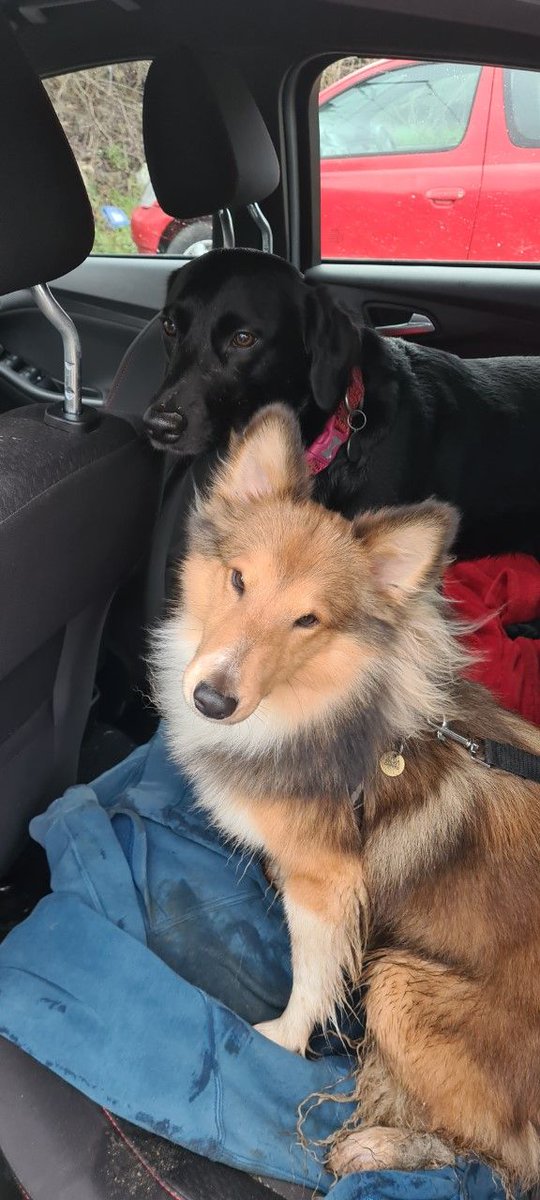 wlpdunstable's tweet photo. It's been two weeks, but Blue was made up to have his running buddy back today! 
🐕 🐶 🐾 🐕 

#Blue #Runningbuddies #Happydoggy #Walkies #Dogwalking #Dogboarding #Dunstable #Welovepets #Welovepetsdunstable https://t.co/dwuUQsHY6v