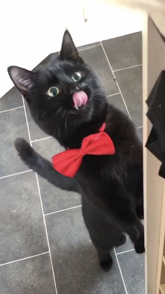 3catshapedblob1's tweet photo. Here’s a dapper blep for all of you ladies on tongue Tuesday!🖤🐾🐈‍⬛#TOT #tongueoutday #CatsLover #blackcatslover #blackcats #bowtie #tongue #redbow #cutie #blackcat https://t.co/zHiUOe84PH