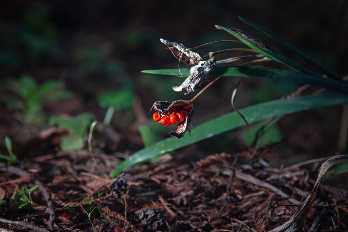 xrossfader's tweet photo. I’m discovering I really love taking macro shots. Now I need to find some new lenses but in the meantime, I’ll just keep practicing! #5dmkii #5dmark2 #canon #macrophoto #macro #photography #macrophotography https://t.co/SO9sPvzQSs